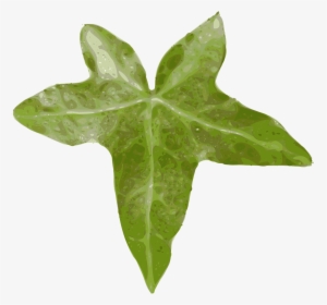 Detail Ivy Leaf Png Nomer 20