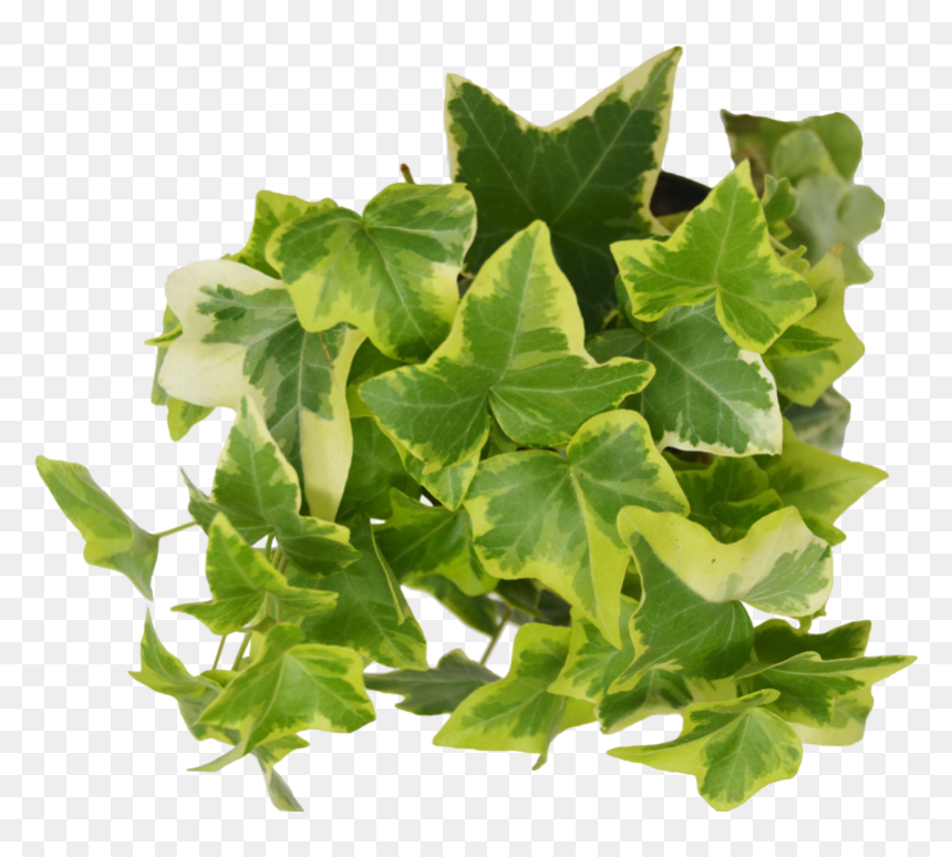 Detail Ivy Leaf Png Nomer 25