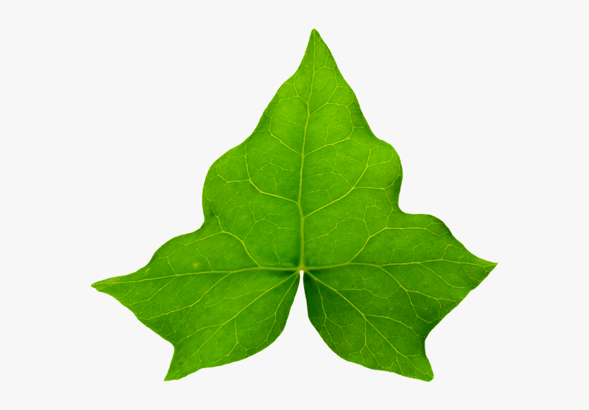 Detail Ivy Leaf Png Nomer 4