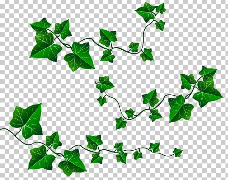 Detail Ivy Leaf Png Nomer 30