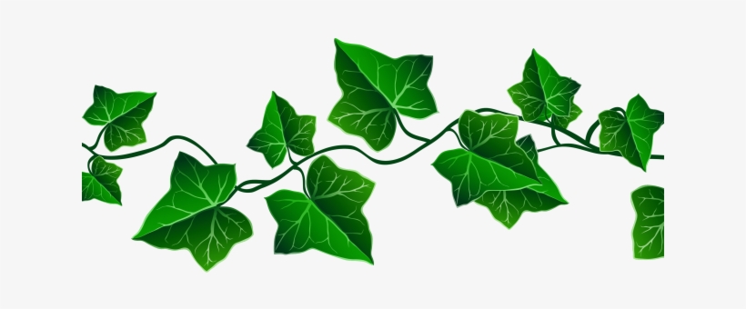 Detail Ivy Leaf Png Nomer 31