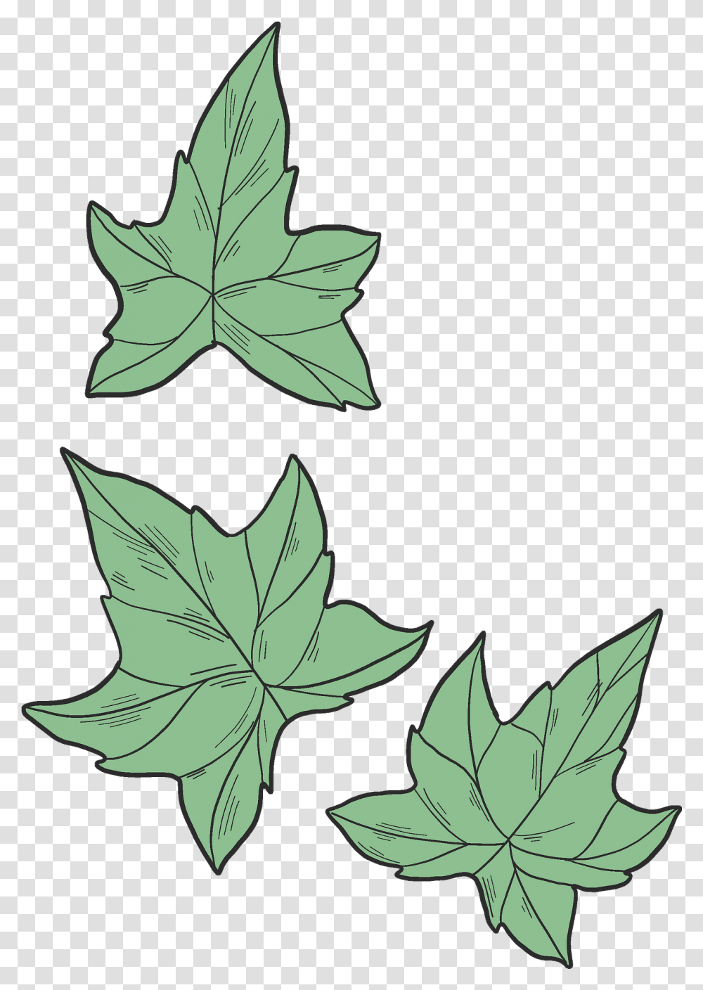 Detail Ivy Leaf Png Nomer 33