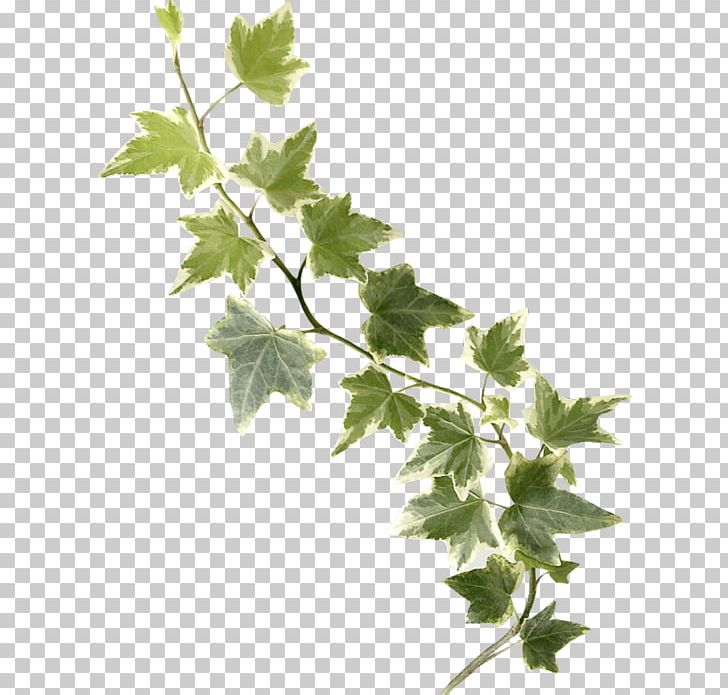 Detail Ivy Leaf Png Nomer 36