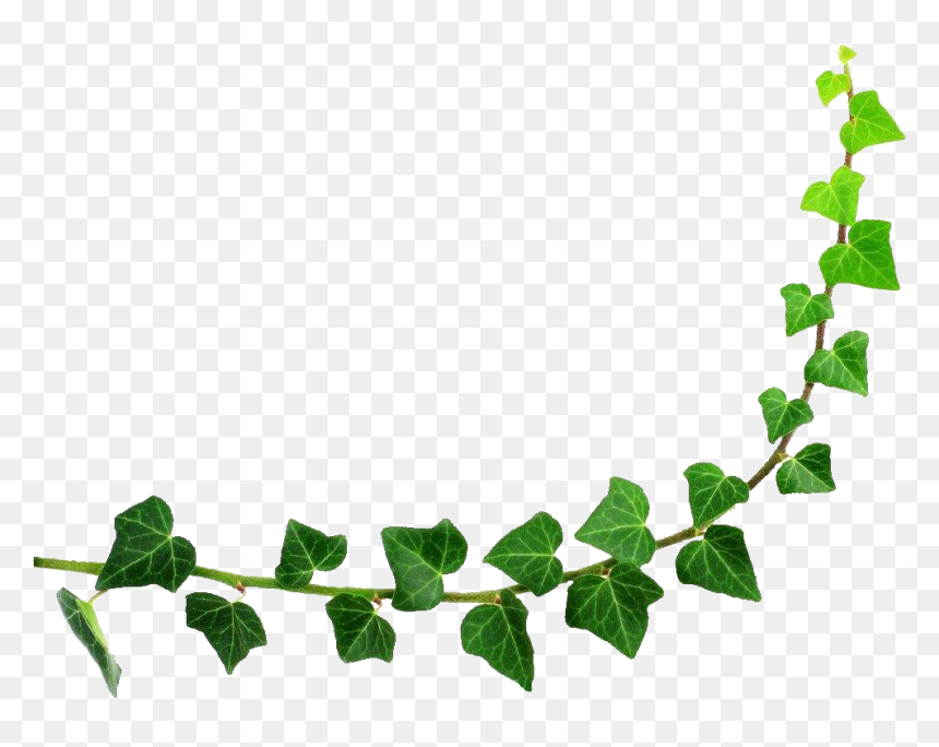 Detail Ivy Leaf Png Nomer 38