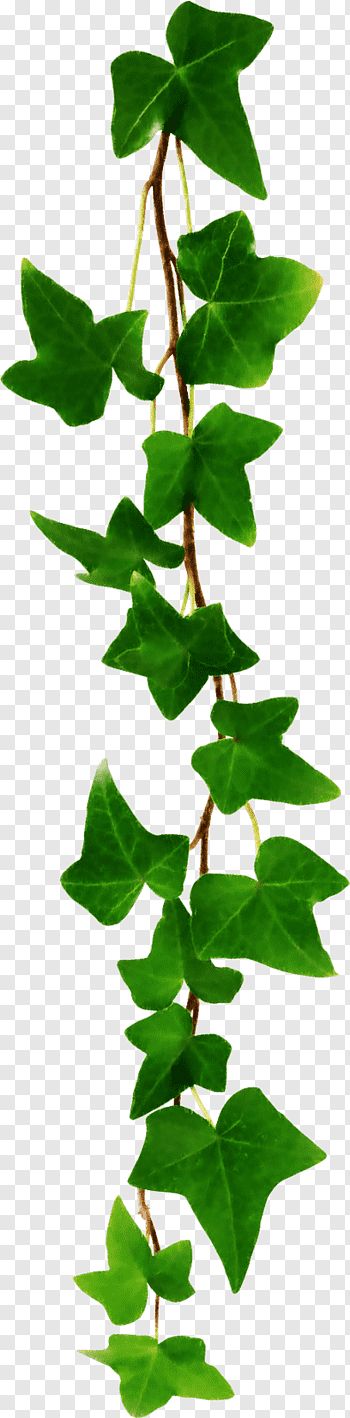 Detail Ivy Leaf Png Nomer 45
