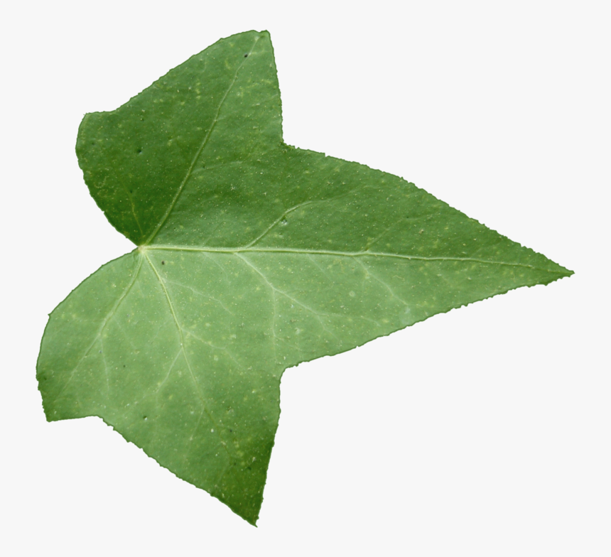 Detail Ivy Leaf Png Nomer 6
