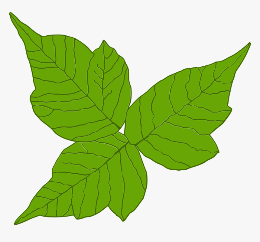 Detail Ivy Leaf Png Nomer 48