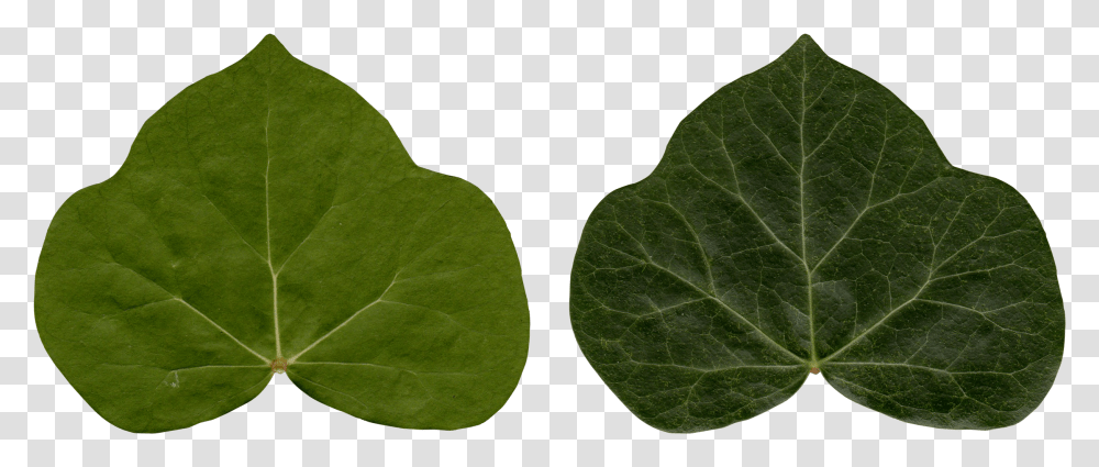 Detail Ivy Leaf Png Nomer 49