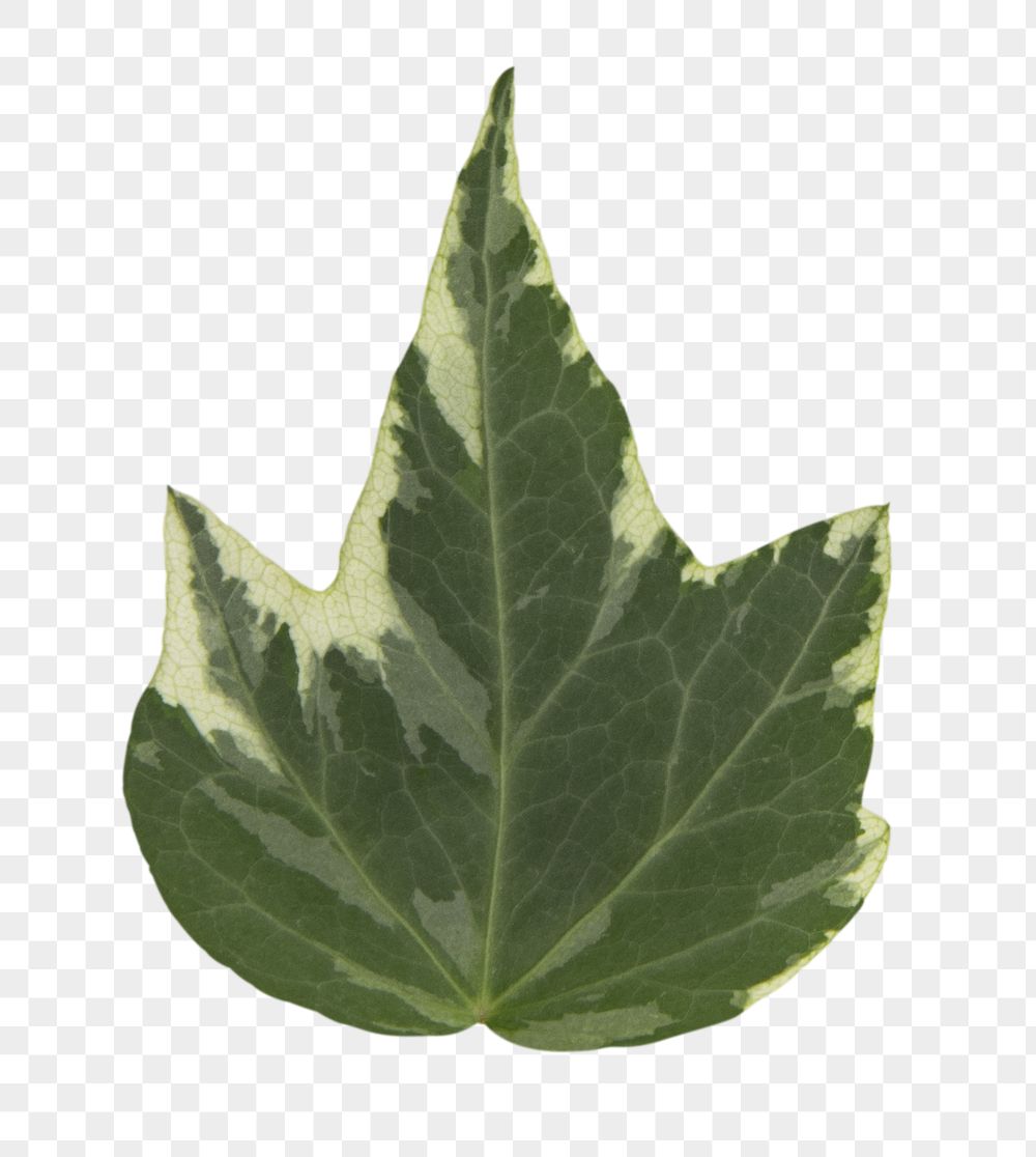 Detail Ivy Leaf Png Nomer 52