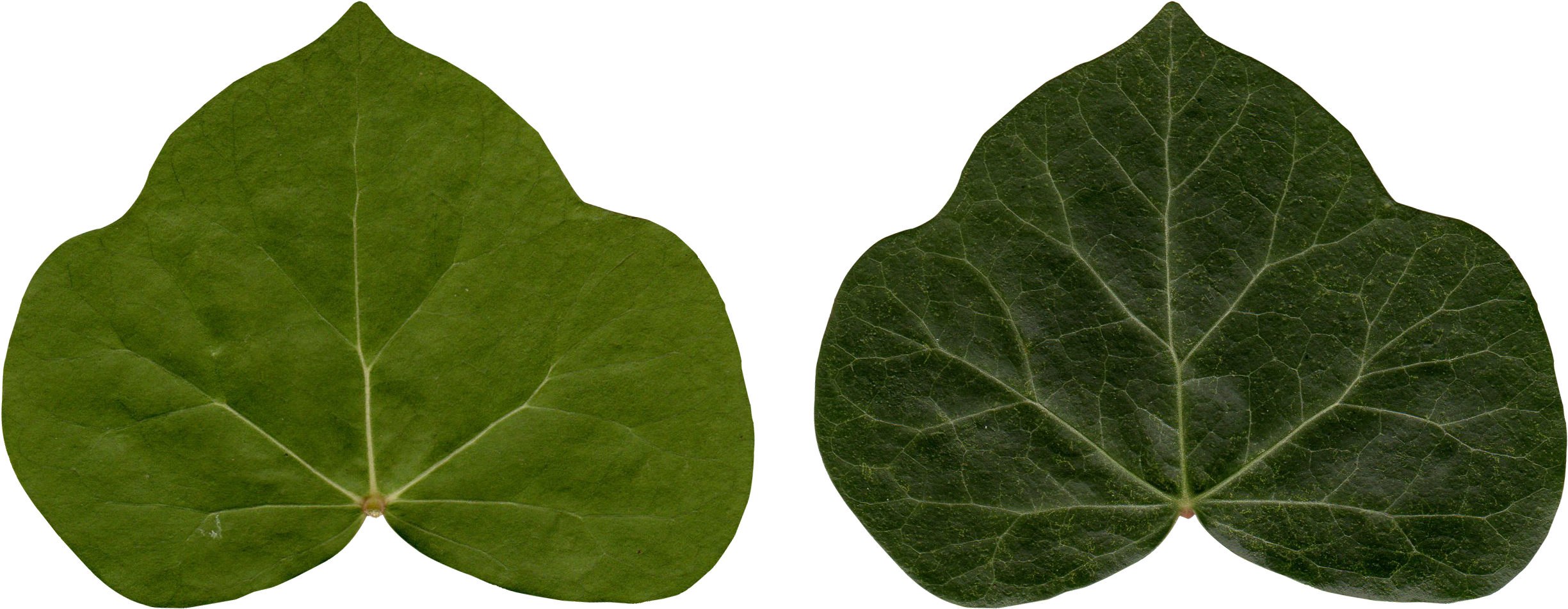 Detail Ivy Leaf Png Nomer 57