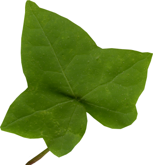 Detail Ivy Leaf Png Nomer 8