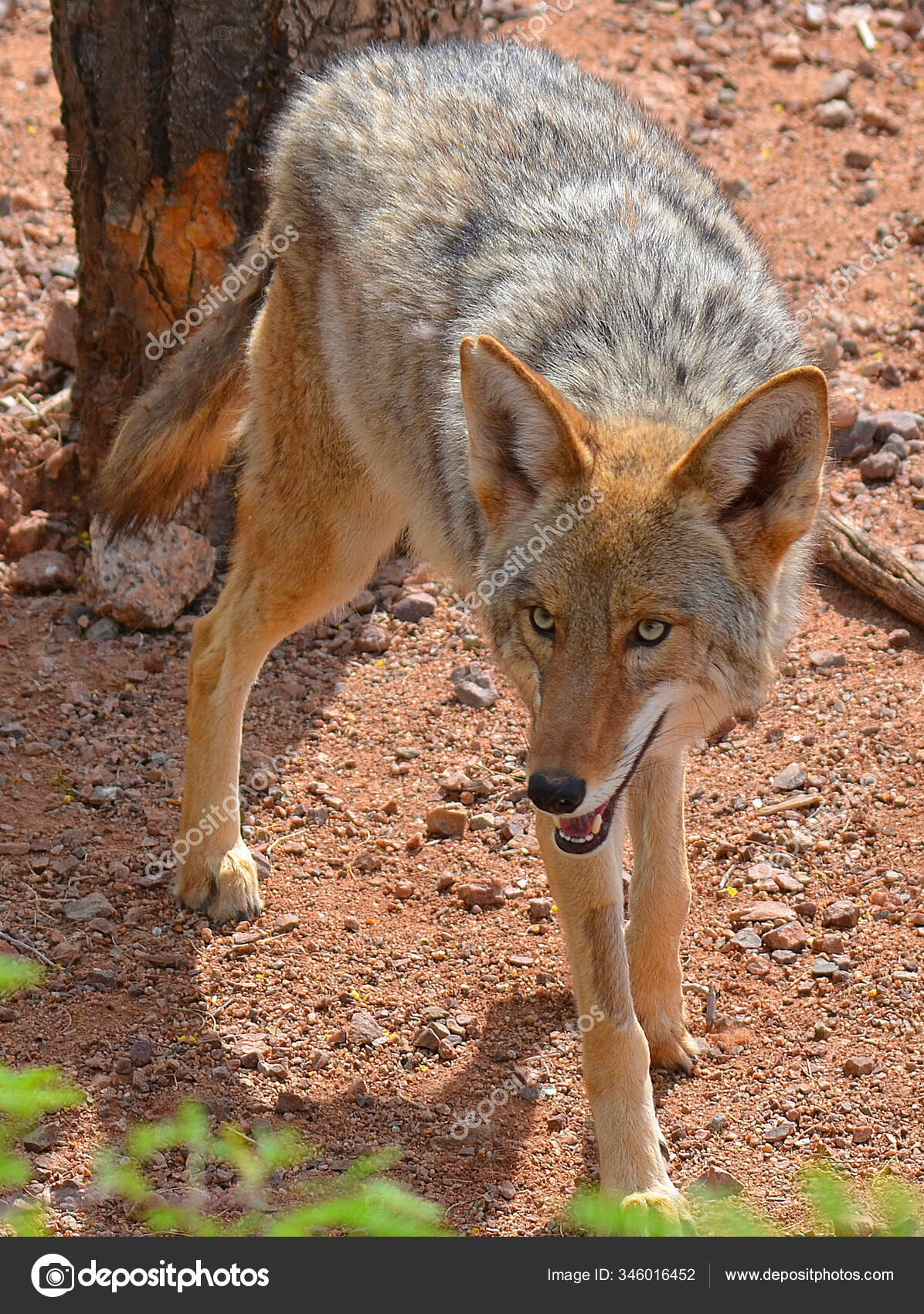 Detail Jackal Coyote Nomer 18