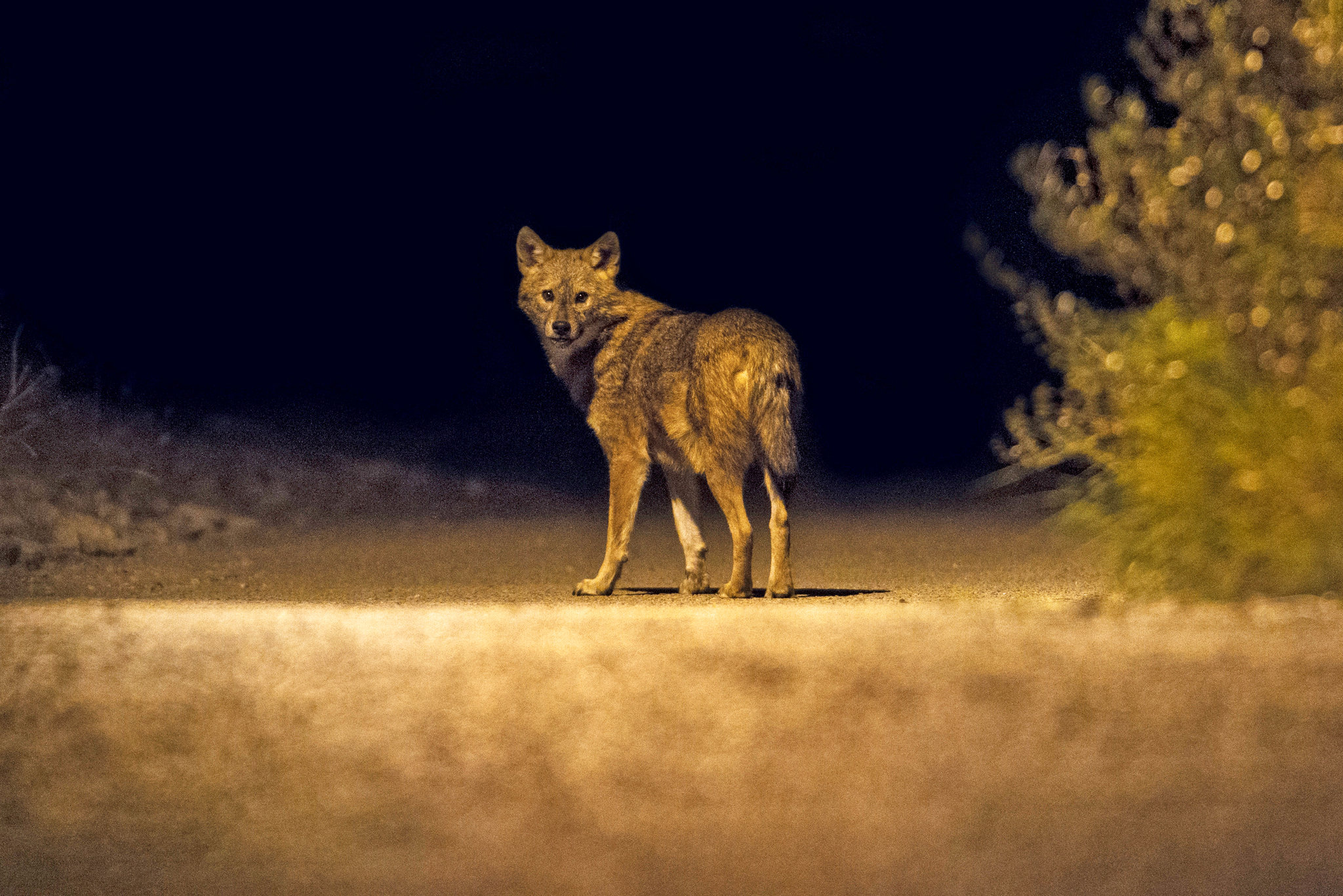 Detail Jackal Coyote Nomer 19