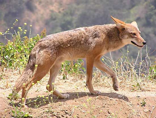 Detail Jackal Coyote Nomer 42
