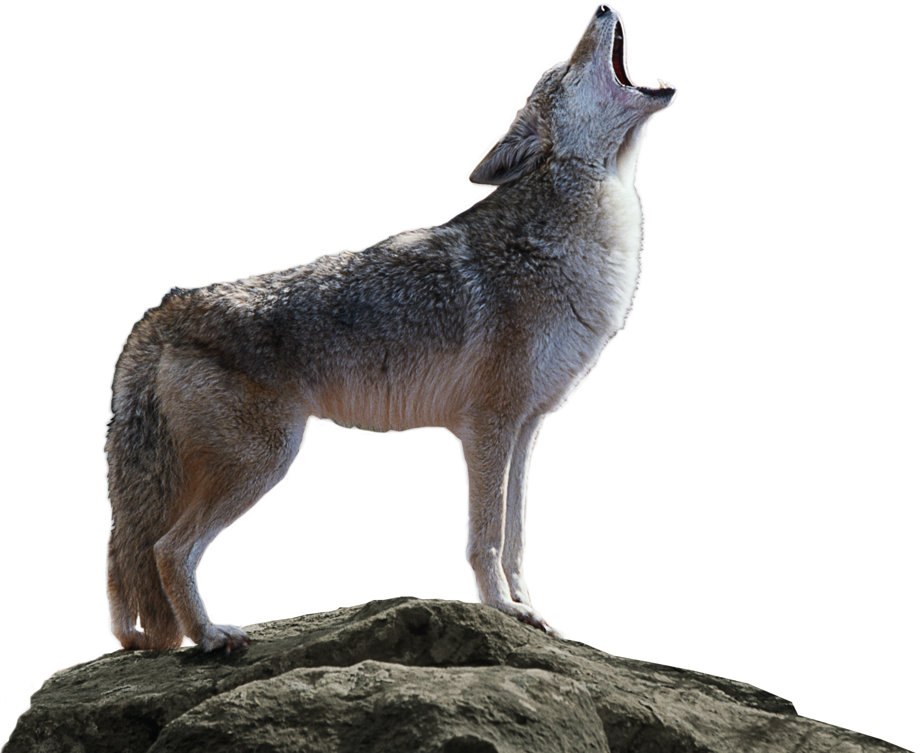 Detail Jackal Coyote Nomer 43