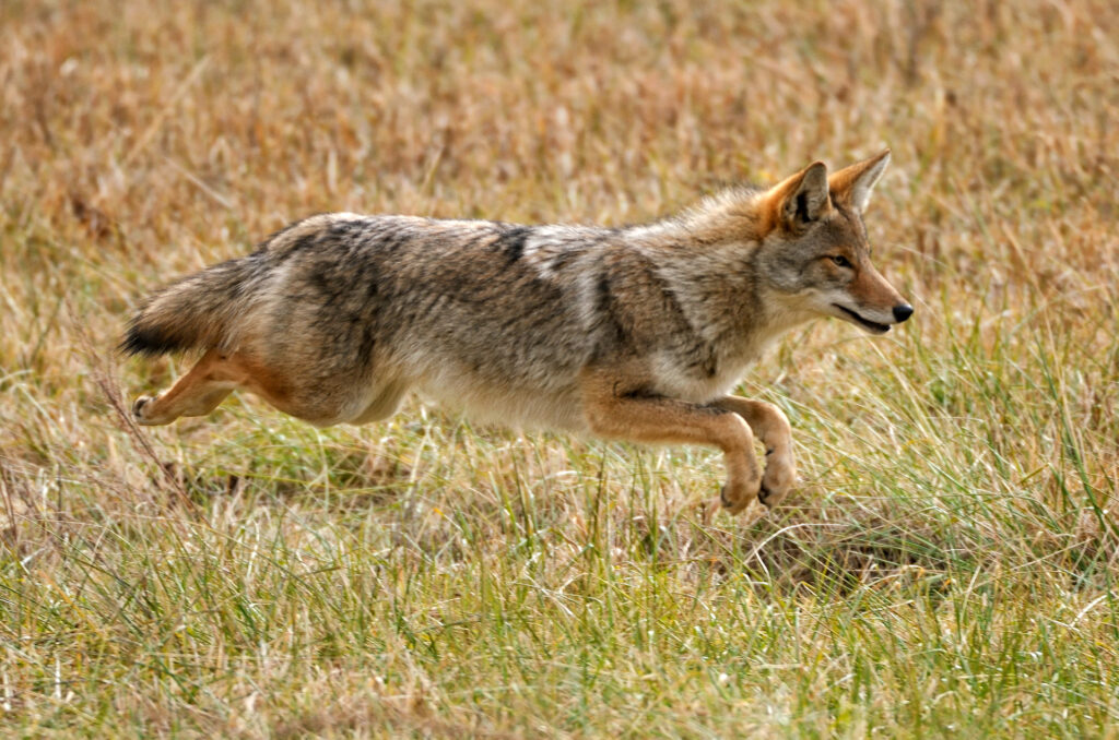 Detail Jackal Coyote Nomer 53