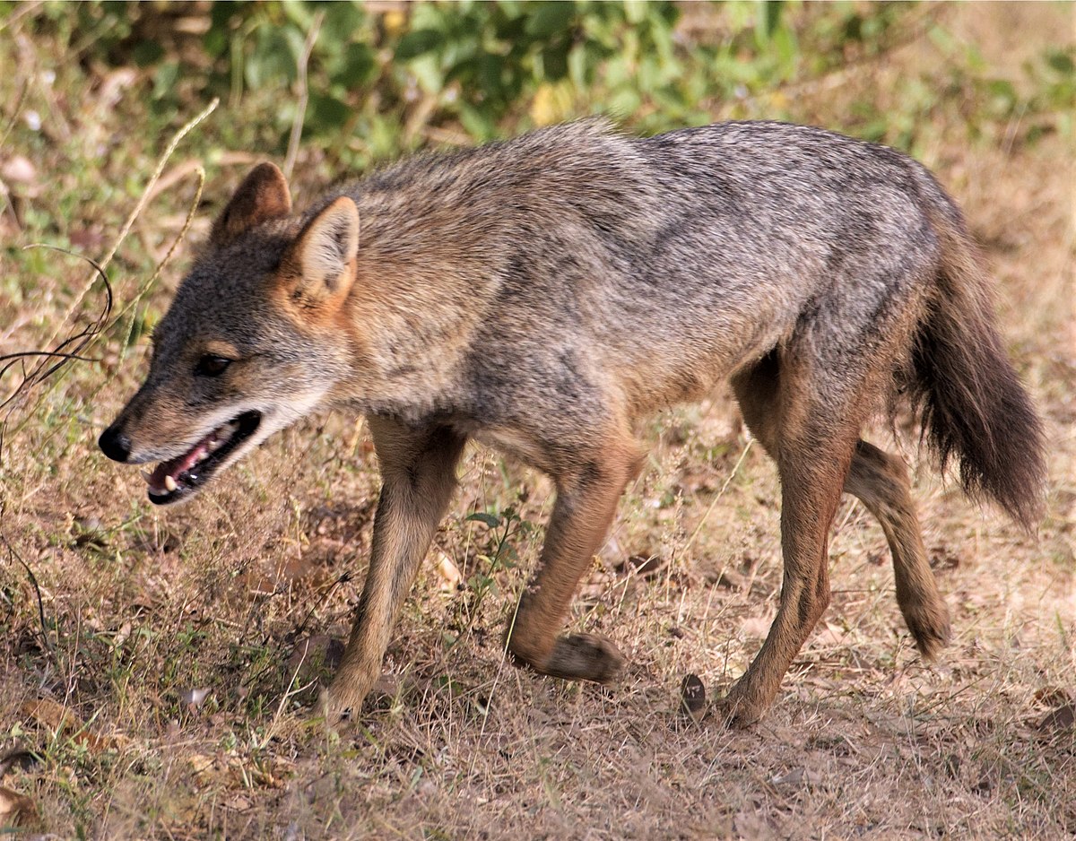Detail Jackal Coyote Nomer 57