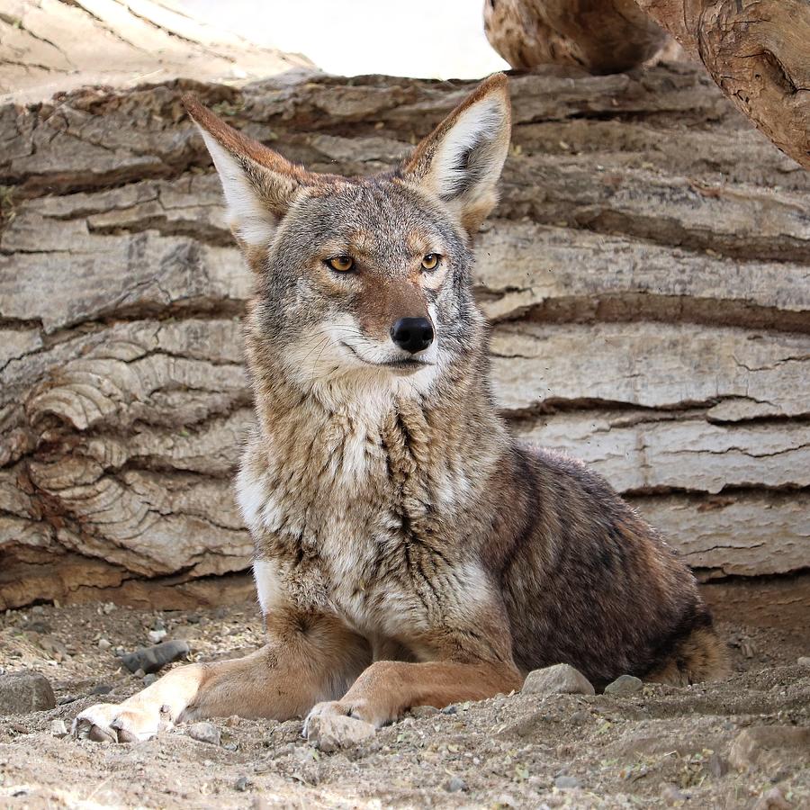 Detail Jackal Coyote Nomer 7