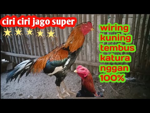 Detail Jago Wiring Kuning Nomer 56