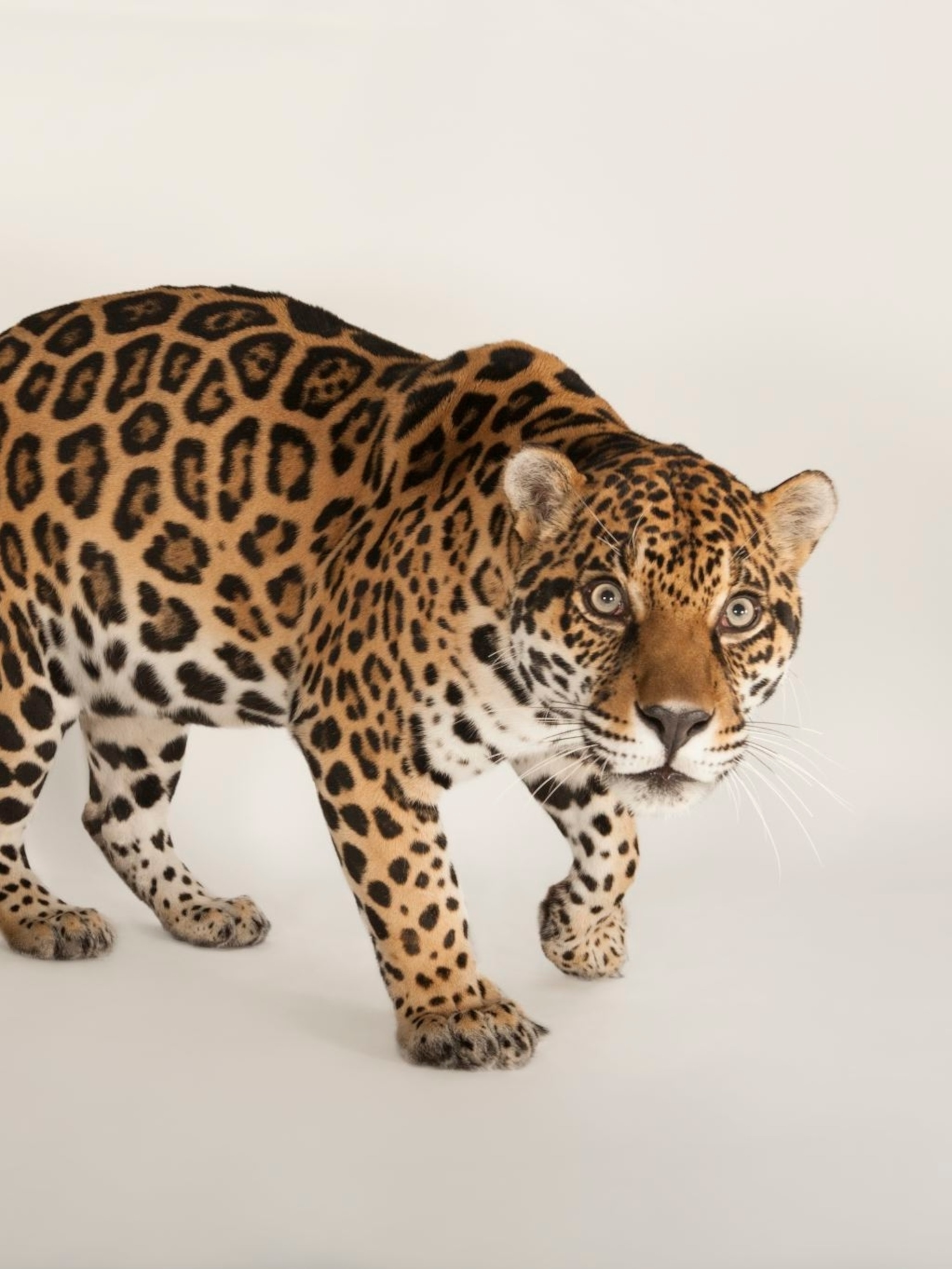 Detail Jaguar Images Animal Nomer 3
