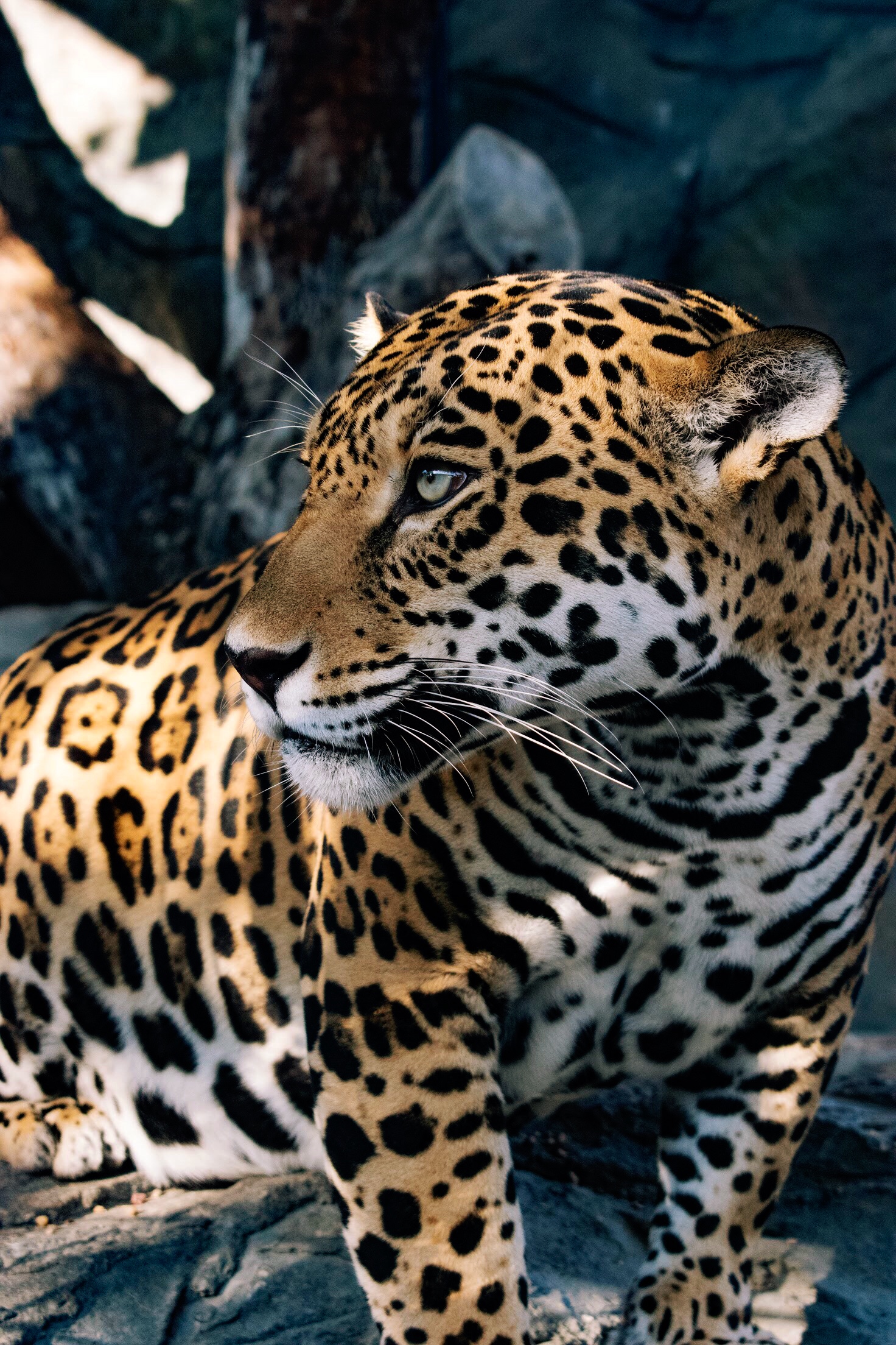 Detail Jaguar Images Animal Nomer 40