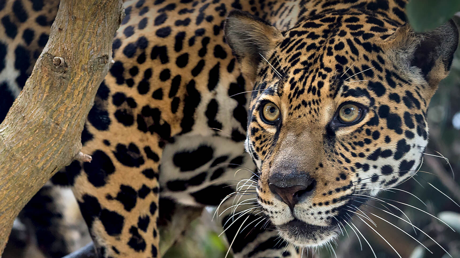 Detail Jaguar Images Animal Nomer 8