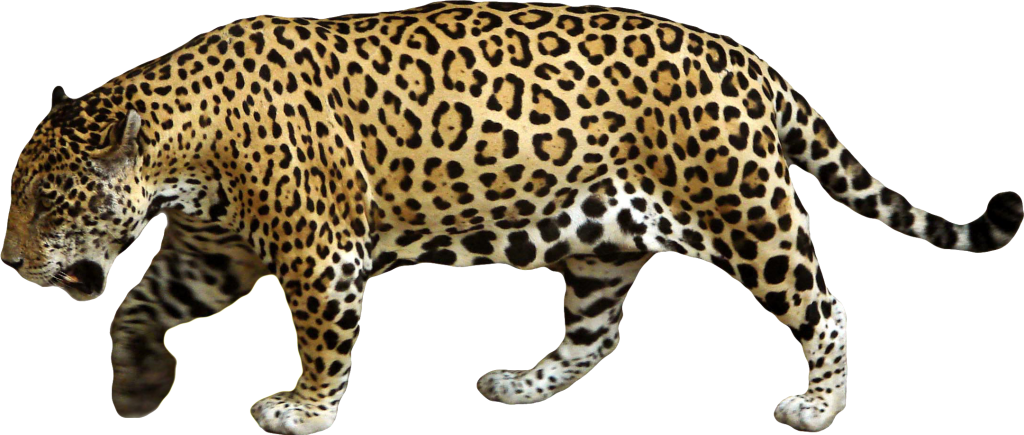 Detail Jaguar Png Nomer 12