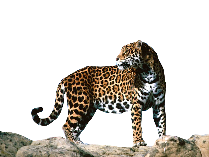 Detail Jaguars Png Nomer 48