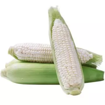 Detail Jagung Hd Nomer 33