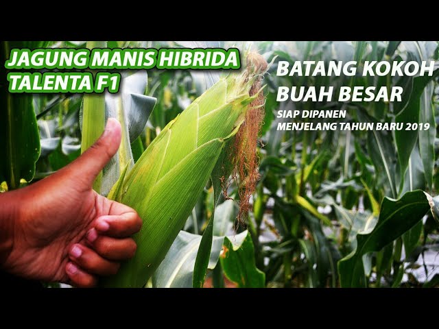 Detail Jagung Manis Talenta Nomer 25