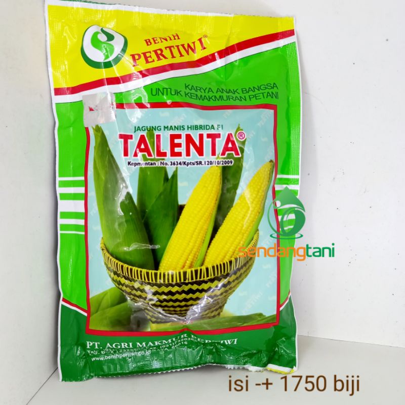 Detail Jagung Manis Talenta Nomer 3