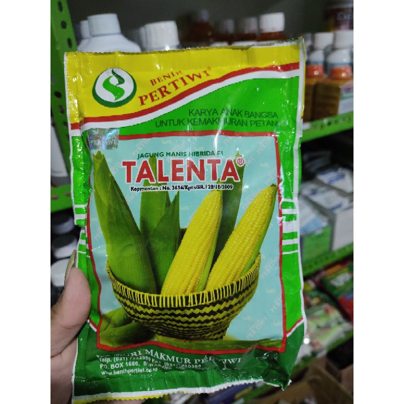 Detail Jagung Manis Talenta Nomer 28