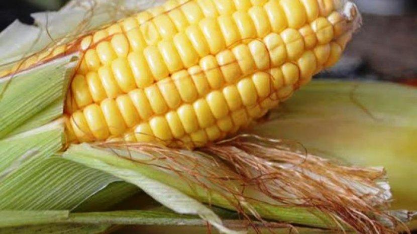 Download Jagung Sayur Atau Buah Nomer 8