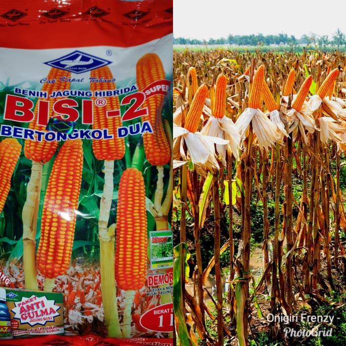 Detail Jagung Tongkol 10 Nomer 21