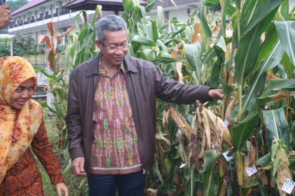 Detail Jagung Tongkol 10 Nomer 4