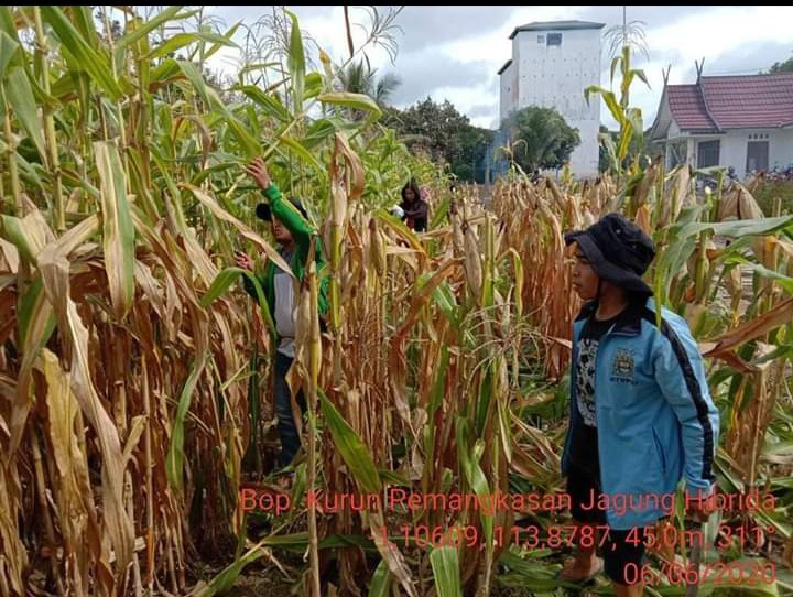 Detail Jagung Tongkol 10 Nomer 37