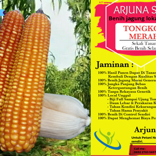 Detail Jagung Tongkol 10 Nomer 39