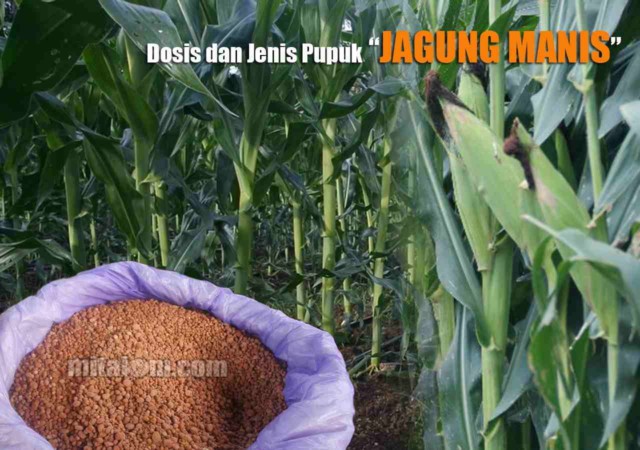 Detail Jagung Tongkol 10 Nomer 42