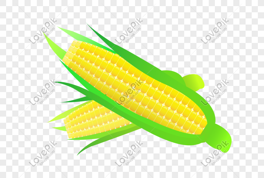 Detail Jagung Vector Png Nomer 56