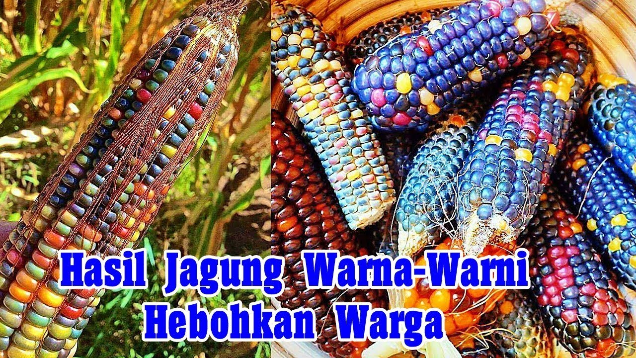 Detail Jagung Warna Warni Nomer 16