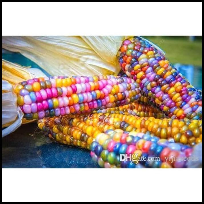 Detail Jagung Warna Warni Nomer 48