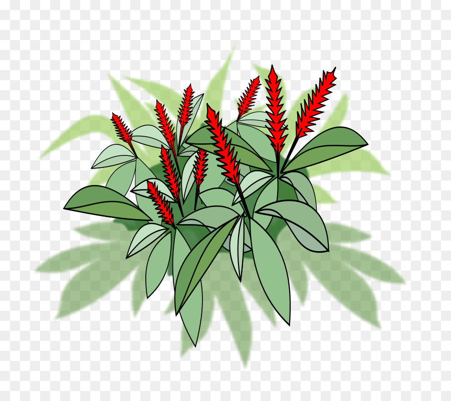 Detail Jahe Merah Vector Nomer 21