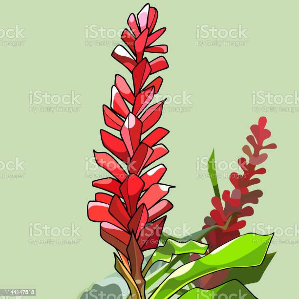 Detail Jahe Merah Vector Nomer 23