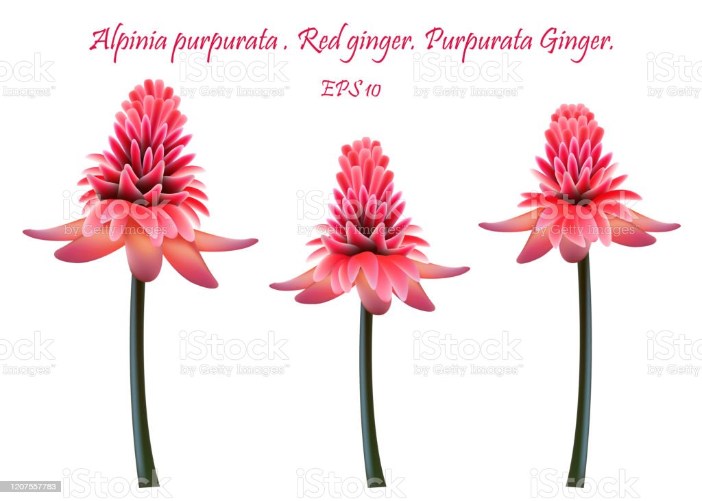 Detail Jahe Merah Vector Nomer 29