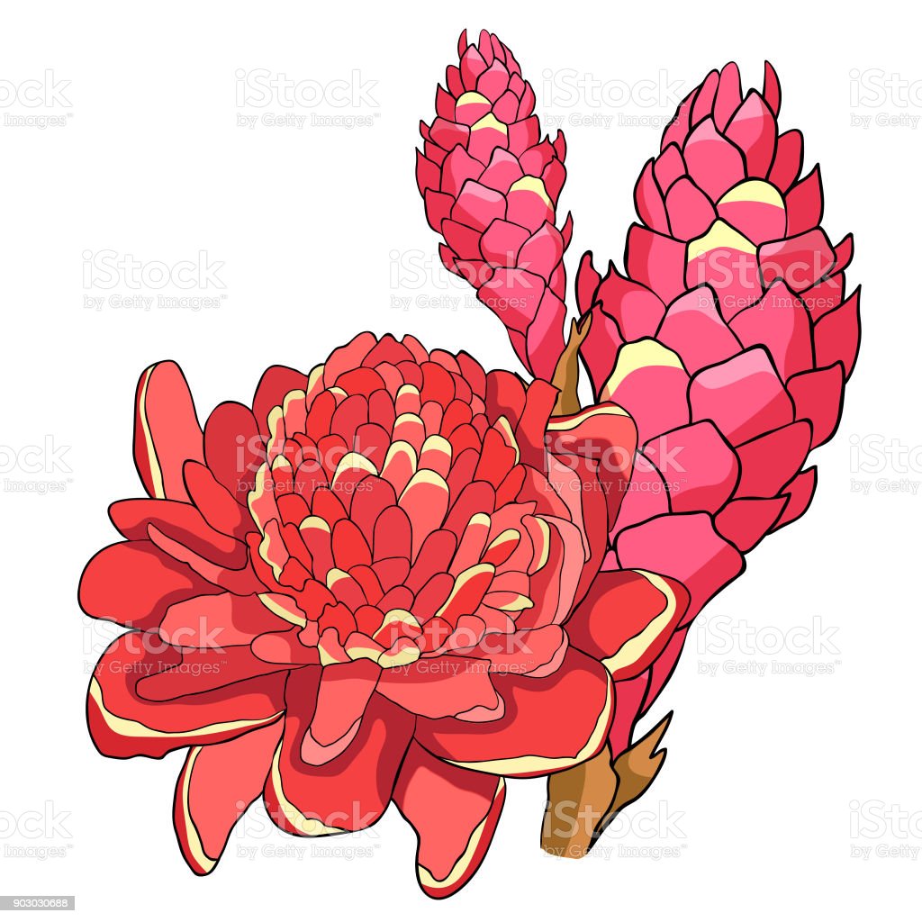 Detail Jahe Merah Vector Nomer 38