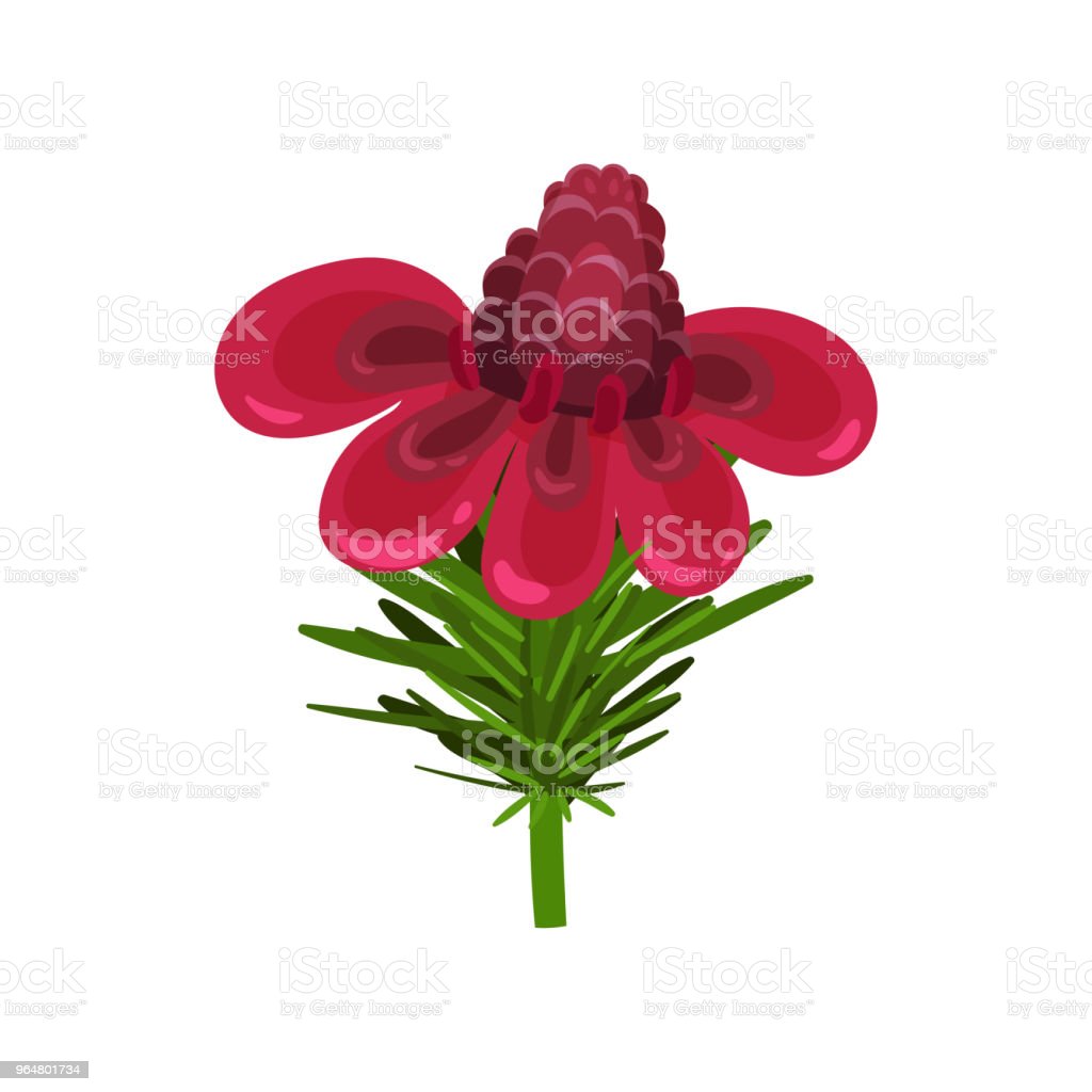 Detail Jahe Merah Vector Nomer 46