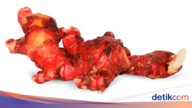Detail Jahe Merah Vector Nomer 49