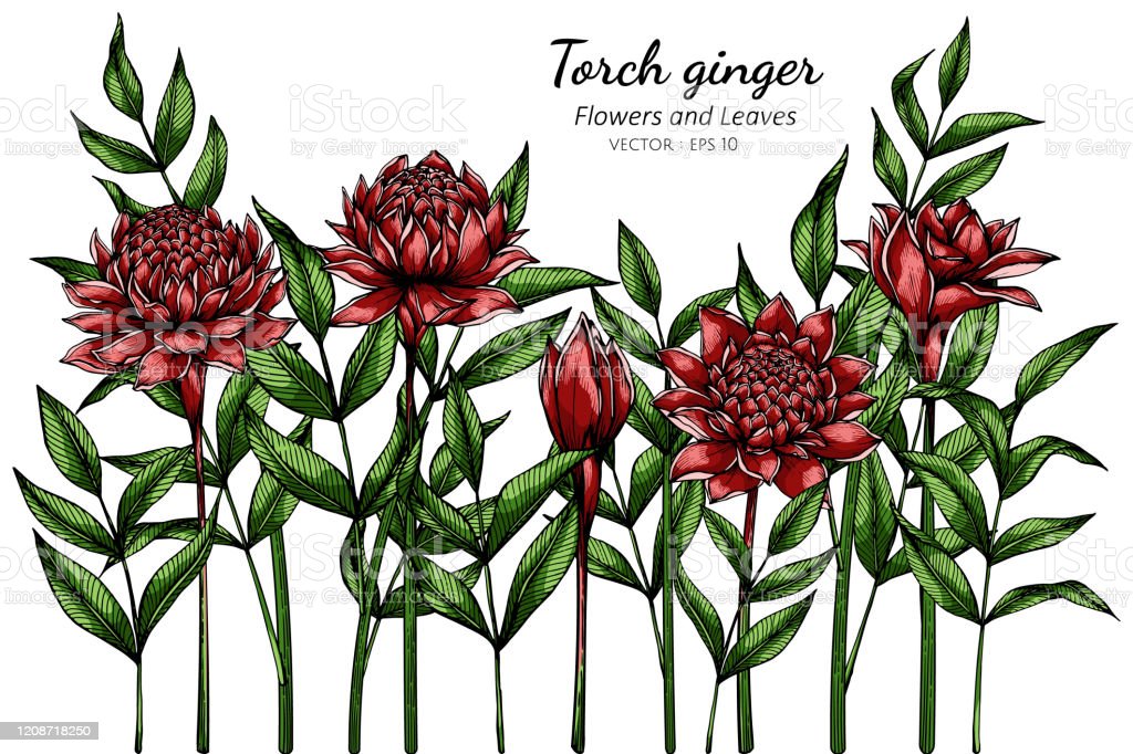 Detail Jahe Merah Vector Nomer 56