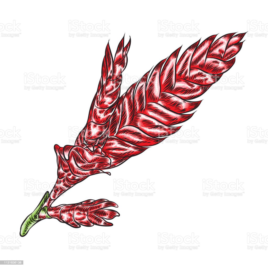 Detail Jahe Merah Vector Nomer 9