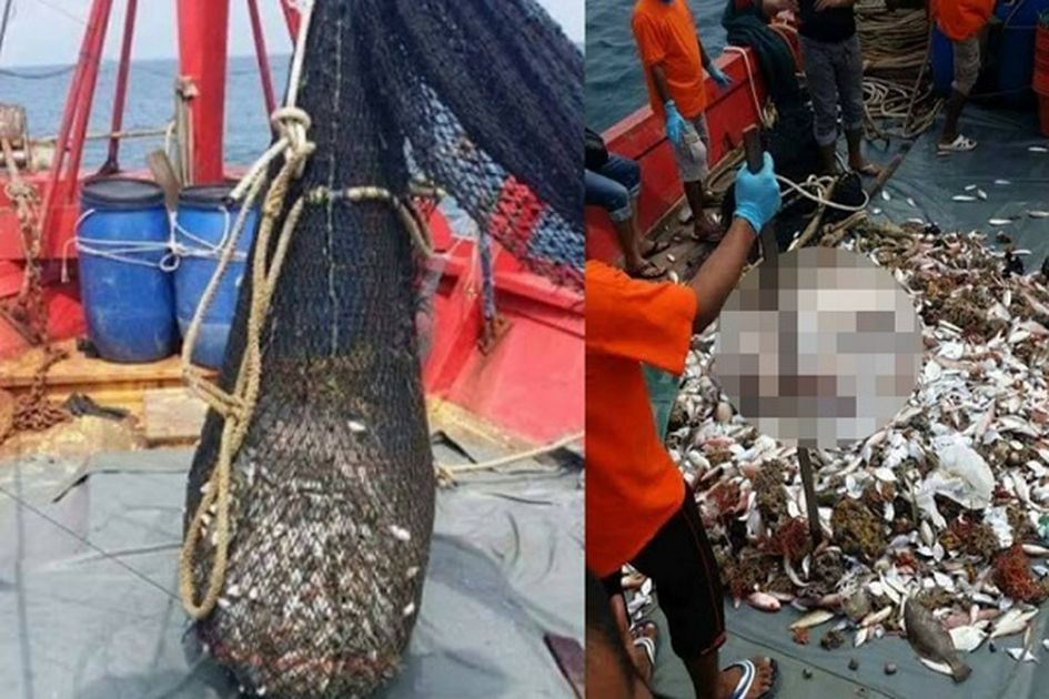 Detail Jala Ikan Di Laut Nomer 32